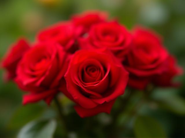 लाल गुलाब के ताज़े फूल